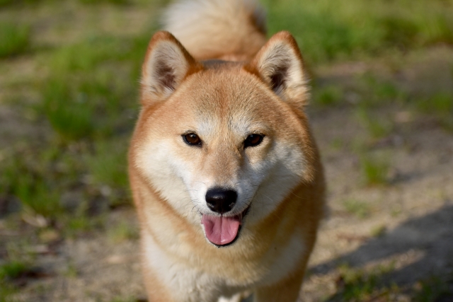 院長　加藤 雄大