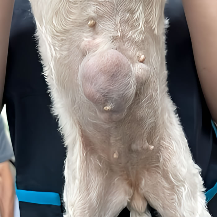 乳腺腫瘍