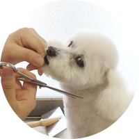 三郷市ゆう動物クリニック　デンタルケアアドバイス