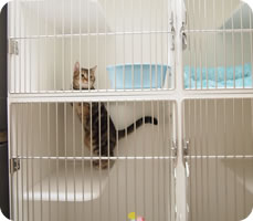 三郷市 ワンちゃんの飼い主様へ