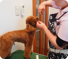 ネコちゃんの飼い主様へ