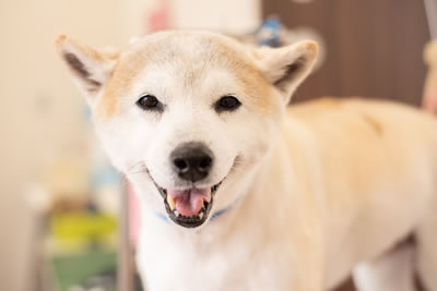 ゆう動物クリニックのトリミング