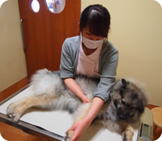 三郷市 動物病院 専門診療（腫瘍科・循環器科・猫診療）